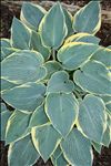 Hosta First Frost